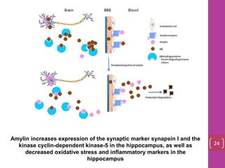 Amylin increases expression of the synaptic marker synapsin I and the
kinase cyclin-dependent kinase-5 in the hippocampus, as well as
decreased oxidative stress and inflammatory markers in the
hippocampus
24
 