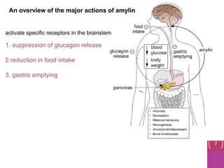 An overview of the major actions of amylin
activate specific receptors in the brainstem
1. suppression of glucagon release
2.reduction in food intake
3. gastric emptying
7
 