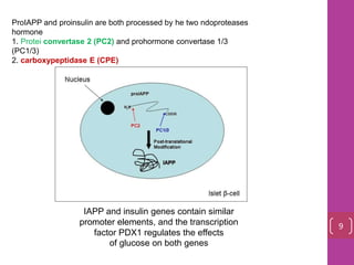 ProIAPP and proinsulin are both processed by he two ndoproteases
hormone
1. Protei convertase 2 (PC2) and prohormone convertase 1/3
(PC1/3)
2. carboxypeptidase E (CPE)
IAPP and insulin genes contain similar
promoter elements, and the transcription
factor PDX1 regulates the effects
of glucose on both genes
9
 