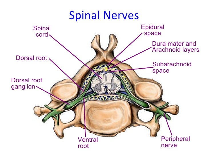 Anatomy of spine