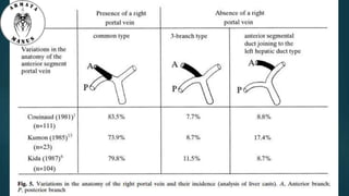 Anatomy of liver hilum