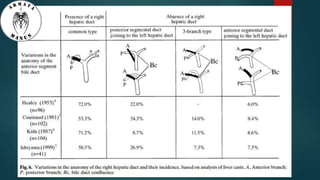 Anatomy of liver hilum