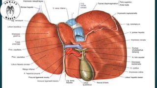 Anatomy of liver hilum