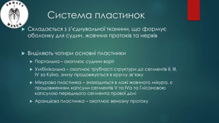 Система пластинок
 Складається з з’єднувальної тканини, що формує
оболонку для судин, жовчних протоків та нервів
 Виділяють чотири основні пластинки
 Портальна – охоплює судини воріт
 Умбілікальна – охоплює трубчасті структури до сегментів II, III,
IV за Куїно, знизу продовжується в круглу зв’язку
 Міхурова пластинка – знаходиться в ложі жовчного міхура, є
продовженням капсули сегментів V та IVa та Глісоновою
капсулою переднього сегмента правої долі
 Аранцієва пластинка – охоплює венозну протоку
 