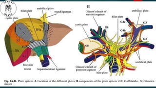 Anatomy of liver hilum