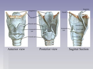 Anterior view Sagittal SectionPosterior view
Thyroid cart.
Thyroid cart.
Cricoid cart.
Arytenoid
cart.
Epiglottis
Hyoid
Arytenoid
cart.
Hyoid
Epiglottis
Cricoid cart.
Vocal Cord
 