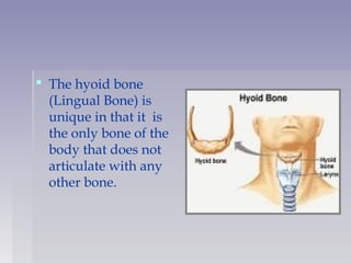  The hyoid bone
(Lingual Bone) is
unique in that it  is
the only bone of the
body that does not
articulate with any
other bone. 
 