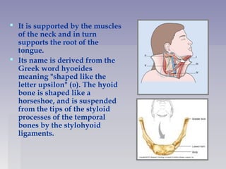  It is supported by the muscles
of the neck and in turn
supports the root of the
tongue.
 Its name is derived from the
Greek word hyoeides
meaning "shaped like the
letter upsilon" (υ). The hyoid
bone is shaped like a
horseshoe, and is suspended
from the tips of the styloid
processes of the temporal
bones by the stylohyoid
ligaments.
 