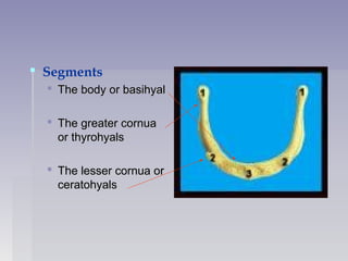  Segments
 The body or basihyalThe body or basihyal
 The greater cornuaThe greater cornua
or thyrohyalsor thyrohyals
 The lesser cornua orThe lesser cornua or
ceratohyalsceratohyals
 