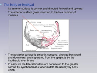  The body or basihyal
 Its anterior surface is convex and directed forward and upward.Its anterior surface is convex and directed forward and upward.
 The anterior surface gives insertion to the to a number ofThe anterior surface gives insertion to the to a number of
musclesmuscles
 The posterior surface is smooth, concave, directed backwardThe posterior surface is smooth, concave, directed backward
and downward, and separated from the epiglottis by theand downward, and separated from the epiglottis by the
hyothyroid membranehyothyroid membrane
 In early life the lateral borders are connected to the greaterIn early life the lateral borders are connected to the greater
cornua by synchondroses; after middle life usually by bonycornua by synchondroses; after middle life usually by bony
union.union.
 