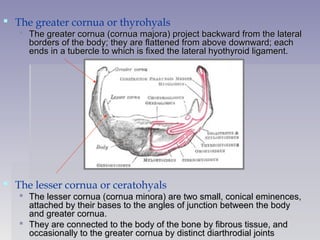  The greater cornua or thyrohyals
 The greater cornua (cornua majora) project backward from the lateralThe greater cornua (cornua majora) project backward from the lateral
borders of the body; they are flattened from above downward; eachborders of the body; they are flattened from above downward; each
ends in a tubercle to which is fixed the lateral hyothyroid ligament.ends in a tubercle to which is fixed the lateral hyothyroid ligament.
 The lesser cornua or ceratohyals
 The lesser cornua (cornua minora) are two small, conical eminences,The lesser cornua (cornua minora) are two small, conical eminences,
attached by their bases to the angles of junction between the bodyattached by their bases to the angles of junction between the body
and greater cornua.and greater cornua.
 They are connected to the body of the bone by fibrous tissue, andThey are connected to the body of the bone by fibrous tissue, and
occasionally to the greater cornua by distinct diarthrodial jointsoccasionally to the greater cornua by distinct diarthrodial joints
 