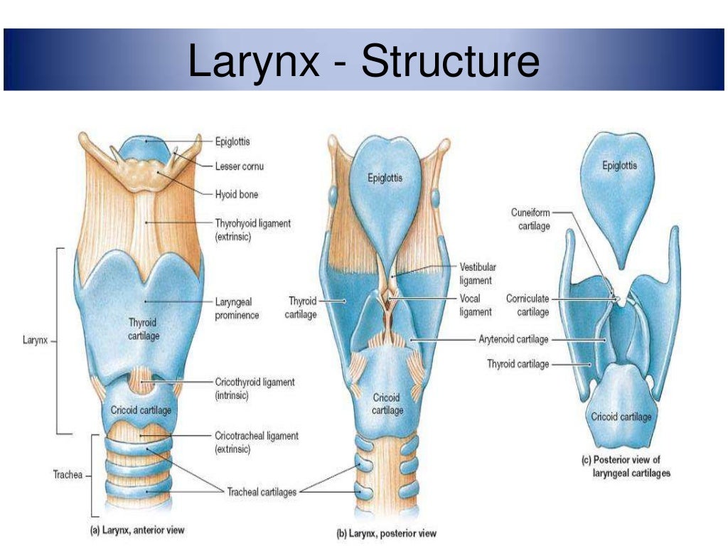 Anatomy of larynx