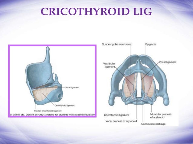 Anatomy of larynx