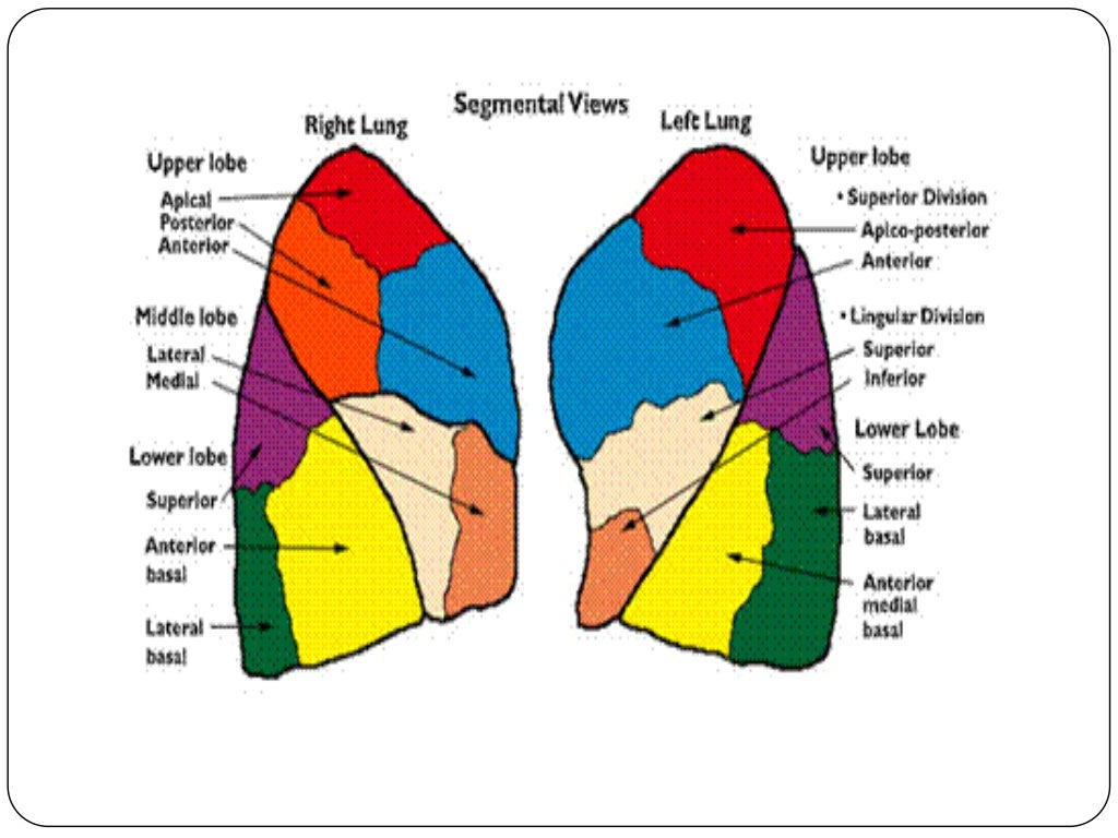 Anatomy of tracheobronchial tree