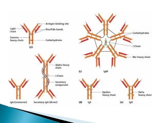 Antigen antibody reactions