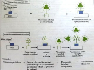 Antigen antibody reactions