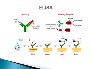 Antigen antibody reactions