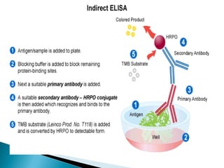 Antigen antibody reactions