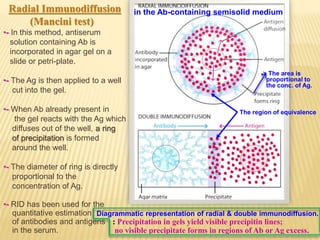 in the Ab-containing semisolid medium
The region of equivalence
-> The area is
proportional to
the conc. of Ag.
Radial Immunodiffusion
(Mancini test)
•- In this method, antiserum
solution containing Ab is
incorporated in agar gel on a
slide or petri-plate.
•- The Ag is then applied to a well
cut into the gel.
•- When Ab already present in
the gel reacts with the Ag which
diffuses out of the well, a ring
of precipitation is formed
around the well.
•- The diameter of ring is directly
proportional to the
concentration of Ag.
•- RID has been used for the
quantitative estimation
of antibodies and antigens
in the serum.
Diagrammatic representation of radial & double immunodiffusion.
: Precipitation in gels yield visible precipitin lines;
no visible precipitate forms in regions of Ab or Ag excess.
 