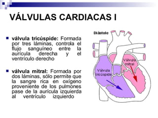 VÁLVULAS CARDIACAS I válvula tricúspide:  Formada por tres láminas, controla el flujo sanguíneo entre la aurícula derecha y el ventrículo derecho válvula mitral:  Formada por dos láminas, sólo permite que la sangre rica en oxígeno proveniente de los pulmones pase de la aurícula izquierda al ventrículo izquierdo        