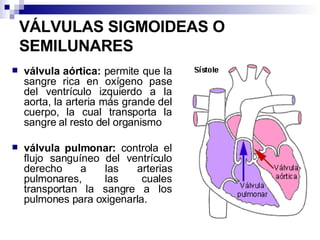 VÁLVULAS SIGMOIDEAS O SEMILUNARES    válvula aórtica:  permite que la sangre rica en oxígeno pase del ventrículo izquierdo a la aorta, la arteria más grande del cuerpo, la cual transporta la sangre al resto del organismo válvula pulmonar:  controla el flujo sanguíneo del ventrículo derecho a las arterias pulmonares, las cuales transportan la sangre a los pulmones para oxigenarla. 