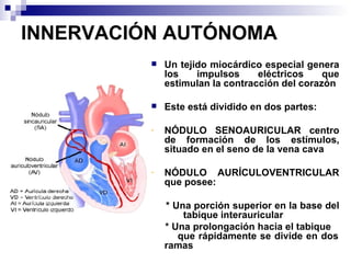 INNERVACIÓN AUTÓNOMA   Un tejido miocárdico especial genera los impulsos eléctricos que estimulan la contracción del corazón Este está dividido en dos partes: NÓDULO  SENOAURICULAR  centro de formación de los estímulos, situado en el seno de la vena cava NÓDULO  AURÍCULOVENTRICULAR que posee: * Una porción superior en la base del  tabique interauricular * Una prolongación hacia el tabique  que rápidamente se divide en dos ramas 