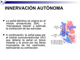 INNERVACIÓN AUTÓNOMA La señal eléctrica se origina en el nódulo sinoauricular (SA)  o “marcapasos natural” y estimula la contracción de las aurículas A continuación, la señal pasa por el nódulo auriculoventricular (AV) que detiene la señal un breve instante y la envía por las fibras musculares de los ventrículos, estimulando su contracción.  