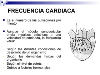 FRECUENCIA CARDIACA Es el número de las pulsaciones por minuto  Aunque el nódulo senoauricular envía impulsos eléctricos a una velocidad determinada, la frecuencia varía: Según las distintas condiciones de desarrollo de un organismo Según las demandas físicas del organismo  Según el nivel de estrés Debido a factores hormonales 