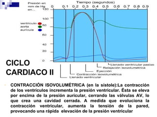 CICLO CARDIACO II CONTRACCIÓN ISOVOLUMÉTRICA (en la sístole):La contracción de los ventrículos incrementa la presión ventricular. Ésta se eleva por encima de la presión auricular, cerrando las válvulas AV, lo que crea una cavidad cerrada. A medida que evoluciona la contracción ventricular, aumenta la tensión de la pared, provocando una rápida  elevación de la presión ventricular 