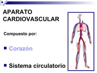 APARATO CARDIOVASCULAR Compuesto por: Corazón Sistema circulatorio 