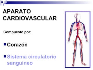 APARATO CARDIOVASCULAR Compuesto por: Corazón Sistema circulatorio  sanguíneo 