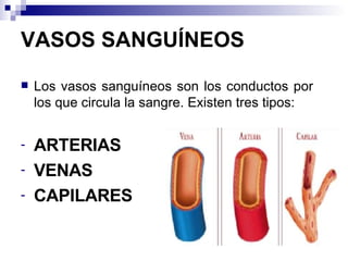 VASOS SANGUÍNEOS Los vasos sanguíneos son los conductos por los que circula la sangre. Existen tres tipos: ARTERIAS VENAS  CAPILARES 