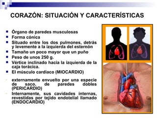 CORAZÓN: SITUACIÓN Y CARACTERÍSTICAS   Órgano de paredes musculosas Forma cónica Situado entre los dos pulmones, detrás y levemente a la izquierda del esternón  Tamaño un poco mayor que un puño Peso de unos 250 g.  Vértice inclinado hacia la izquierda de la caja torácica.  El músculo cardiaco (MIOCARDIO)  externamente envuelto por una especie de saco, de paredes dobles (PERICARDIO) Internamente, sus cavidades internas, revestidas por tejido endotelial llamado (ENDOCARDIO) 