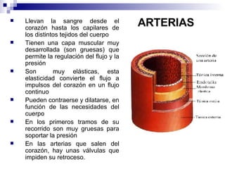 ARTERIAS Llevan la sangre desde el corazón hasta los capilares de los distintos tejidos del cuerpo  Tienen una capa muscular muy desarrollada (son gruesas) que permite la regulación del flujo y la presión Son  muy elásticas, esta elasticidad convierte el flujo a impulsos del corazón en un flujo continuo Pueden contraerse y dilatarse, en función de las necesidades del cuerpo  En los primeros tramos de su recorrido son muy gruesas para soportar la presión En las arterias que salen del corazón, hay unas válvulas que impiden su retroceso. 