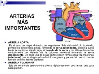 ARTERIAS  MÁS IMPORTANTES ARTERIA AORTA   Es el vaso de mayor diámetro del organismo. Sale del ventrículo izquierdo, primero se dirige hacia arriba, formando la  aorta ascendente , luego se curva hacia la izquierda, dando lugar al  cayado de la aorta  y por último desciende verticalmente por delante de la columna vertebral formando la  aorta descendente . De cada una de estas partes nacen ramas cada vez más finas ( arteriolas ) que se dirigen a los distintos órganos y partes del cuerpo, donde forman una fina red de capilares. ARTERIA PULMONAR  Sale del ventrículo derecho y se bifurca rápidamente en dos ramas, una para cada pulmón. 