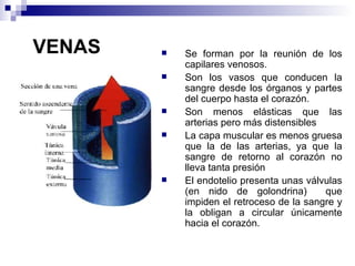 VENAS Se forman por la reunión de los capilares venosos.  Son los vasos que conducen la sangre desde los órganos y partes del cuerpo hasta el corazón.  Son menos elásticas que las arterias pero más distensibles La capa muscular es menos gruesa que la de las arterias, ya que la sangre de retorno al corazón no lleva tanta presión El endotelio presenta unas válvulas (en nido de golondrina)  que impiden el retroceso de la sangre y la obligan a circular únicamente hacia el corazón. 