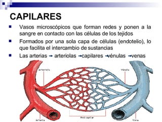 CAPILARES Vasos microscópicos que forman redes y ponen a la sangre en contacto con las células de los tejidos  Formados por una sola capa de células (endotelio), lo que facilita el intercambio de sustancias  Las arterias  arteriolas  capilares  vénulas  venas 