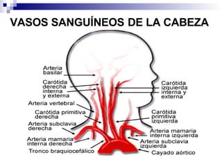 VASOS SANGUÍNEOS   DE LA CABEZA 