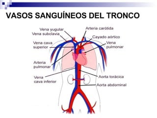 VASOS SANGUÍNEOS DEL TRONCO   