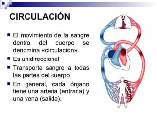 CIRCULACIÓN El movimiento de la sangre dentro del cuerpo se denomina «circulación»  Es unidireccional Transporta sangre a todas las partes del cuerpo  En general, cada órgano tiene una arteria (entrada) y una vena (salida). 