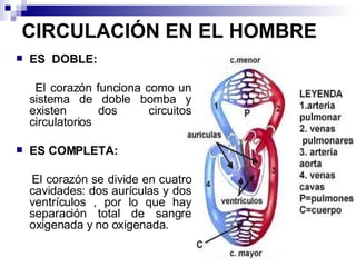 CIRCULACIÓN EN EL HOMBRE ES  DOBLE:  El corazón funciona como un sistema de doble bomba y existen dos circuitos circulatorios ES COMPLETA:  El corazón se divide en cuatro cavidades: dos aurículas y dos ventrículos , por lo que hay separación total de sangre oxigenada y no oxigenada.  