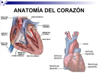 ANATOMÍA DEL CORAZÓN 