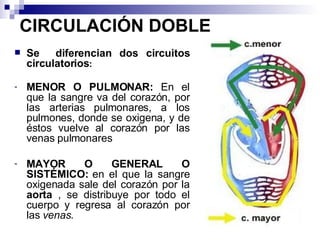 CIRCULACIÓN DOBLE Se  diferencian dos circuitos circulatorios : MENOR O PULMONAR:  En el que la sangre va del corazón, por las arterias pulmonares, a los pulmones, donde se oxigena, y de éstos vuelve al corazón por las venas pulmonares MAYOR O GENERAL O SISTÉMICO:  en el que la   sangre oxigenada sale del corazón por la  aorta  , se distribuye por todo el cuerpo y regresa al corazón por las  venas .  