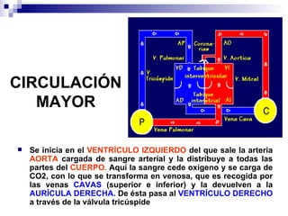 CIRCULACIÓN MAYOR Se inicia en el  VENTRÍCULO IZQUIERDO  del que sale la arteria  AORTA  cargada de sangre arterial y la distribuye a todas las partes del  CUERPO.  Aquí la sangre cede oxígeno y se carga de CO2, con lo que se transforma en venosa, que es recogida por las venas  CAVAS  (superior e inferior) y la devuelven a la  AURÍCULA DERECHA.  De ésta pasa al  VENTRÍCULO DERECHO  a través de la válvula tricúspide 