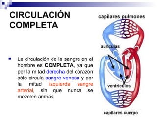 CIRCULACIÓN COMPLETA La circulación de la sangre en el hombre es  COMPLETA , ya que por la mitad  derecha  del corazón sólo circula  sangre venosa  y por la mitad  izquierda   sangre arterial , sin que nunca se mezclen ambas. 