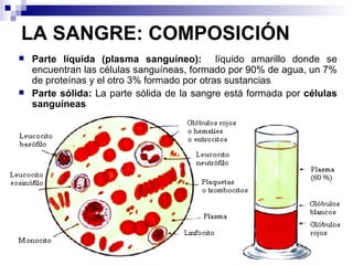 LA SANGRE: COMPOSICIÓN Parte líquida (plasma sanguíneo):  líquido amarillo donde se encuentran las células sanguíneas, formado por 90% de agua, un 7% de proteínas y el otro 3% formado por otras sustancias Parte sólida:  La parte sólida de la sangre está formada por  células sanguíneas 