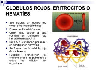 GLOBULOS ROJOS, ERITROCITOS O HEMATÍES Son células sin núcleo (no vivas, pero imprescindibles) Forma de disco bicóncavo Color rojo, debido a que contiene un pigmento rojo llamado hemoglobina De 4,5 a 5 millones por mm3 en condiciones normales  Se forman en la médula roja de los huesos Función: Transportar el oxígeno desde los pulmones a todas las células del organismo 