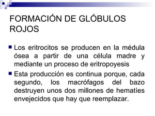 FORMACIÓN DE GLÓBULOS ROJOS Los eritrocitos se producen en la médula ósea a partir de una célula madre y mediante un proceso de eritropoyesis Esta producción es continua porque, cada segundo, los macrófagos del bazo destruyen unos dos millones de hematíes envejecidos que hay que reemplazar. 