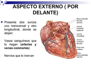 ASPECTO EXTERNO ( POR DELANTE) Presenta dos surcos uno transversal y otro longitudinal, donde se alojan: Vasos sanguíneos que lo riegan ( arterias y venas coronarias ) Nervios que lo inervan 