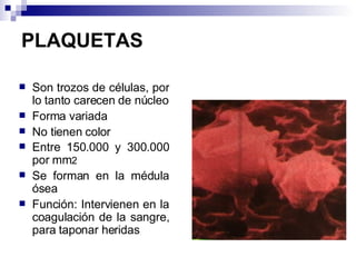 PLAQUETAS Son trozos de células, por lo tanto carecen de núcleo Forma variada No tienen color Entre 150.000 y 300.000 por mm 2 Se forman en la médula ósea Función: Intervienen en la coagulación de la sangre, para taponar heridas 